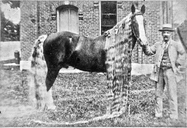 Длинногривый рекордсмен - конь Линус (Linus)